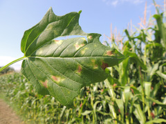 Peronospora chenopodii
