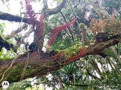 Polypodium rhodopleuron