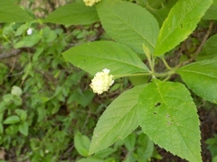 Varronia bullata