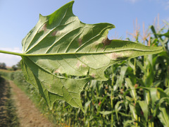 Peronospora chenopodii