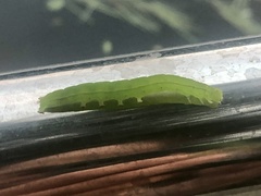 Scoliopteryx libatrix