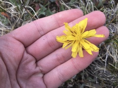 Crepis occidentalis