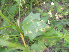 Peronospora chenopodii