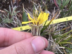 Crepis occidentalis