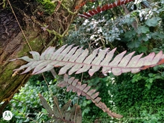 Polypodium rhodopleuron