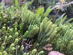 Diphasiastrum sitchense