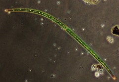 Closterium setaceum