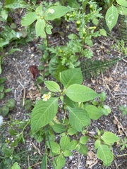 Impatiens parviflora
