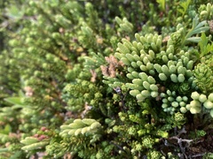 Diphasiastrum sitchense