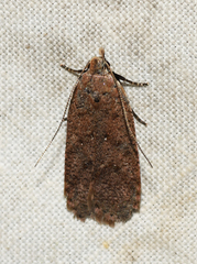 Dichomeris ventrellus