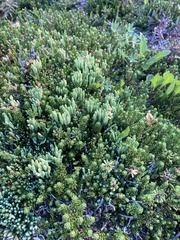 Diphasiastrum sitchense