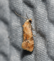 Cochylis bucera