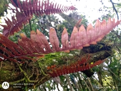 Polypodium rhodopleuron