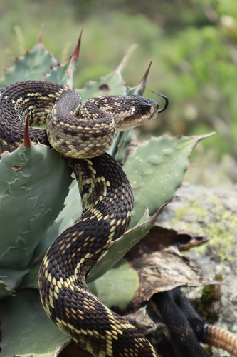 Western Black-tailed Rattlesnake, Parque Nacional Bosque del Pedregal, 14738 Ciudad de México, CDMX, Mexico, photo 9 of 10
