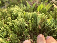 Diphasiastrum sitchense