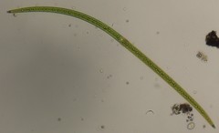 Closterium setaceum