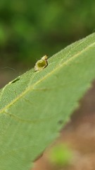 Caryomyia eumaris