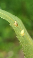 Caryomyia eumaris