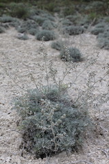 Artemisia hololeuca