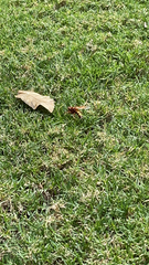 Sphecius