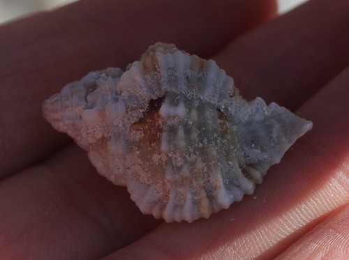 Phyllonotus pomum