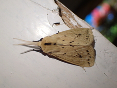 Spilosoma strigatula
