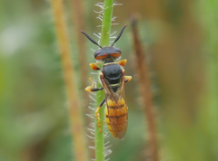 Philanthus triangulum