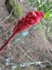 Stenorrhynchos albidomaculatum