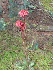 Stenorrhynchos albidomaculatum