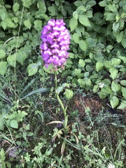 Anacamptis pyramidalis