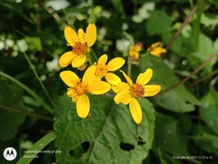 Hymenostephium cordatum