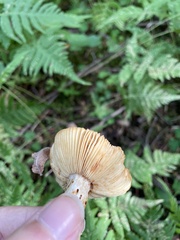 Lactarius rufus