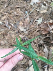 Thyrsanthella difformis
