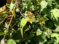 Hymenostephium cordatum