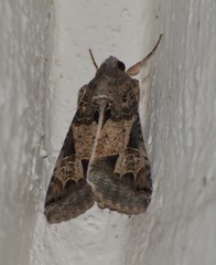 Melipotis agrotoides