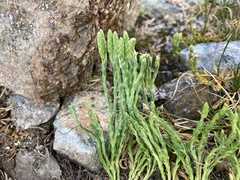 Diphasiastrum sitchense