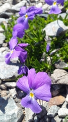 Viola calcarata