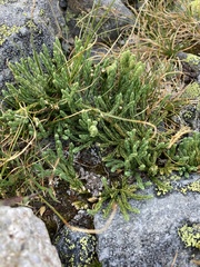 Diphasiastrum sitchense