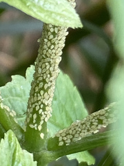 Uroleucon eupatoricolens