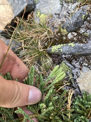 Diphasiastrum sitchense