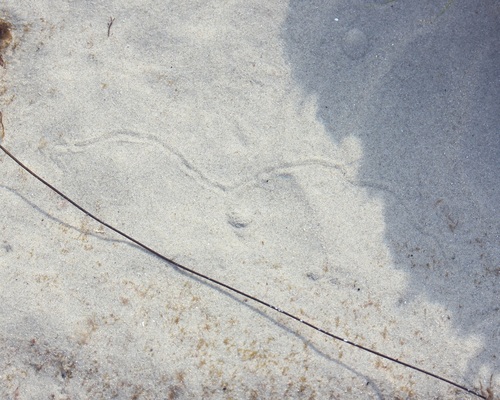 Haminoeidae