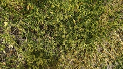 Zygophyllum fabago