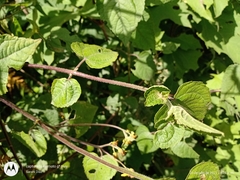 Hymenostephium cordatum