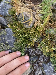 Diphasiastrum sitchense