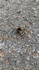 Bombus