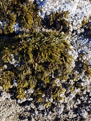 Pelvetiopsis limitata