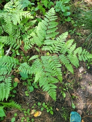 Pteridium pinetorum
