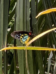 Ornithoptera