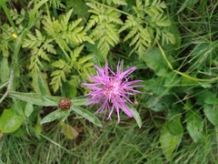 Centaurea jacea