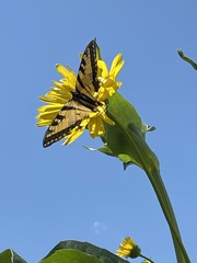 Papilio canadensis × glaucus